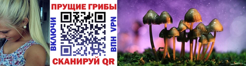 Псилоцибиновые грибы Cubensis  Нурлат 